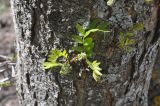 Gleditsia triacanthos