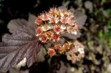 Physocarpus opulifolius. Отцветающее соцветие (краснолистный культивар). Московская обл., г. Подольск, в культуре. 06.06.2018.