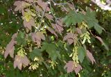 Acer pseudoplatanus