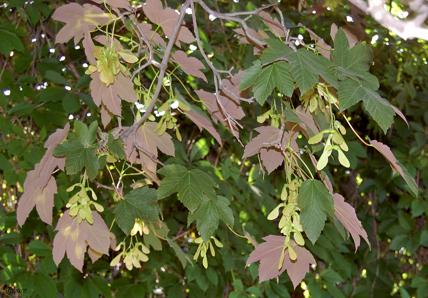 Image of Acer pseudoplatanus specimen.