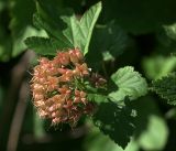 Physocarpus opulifolius