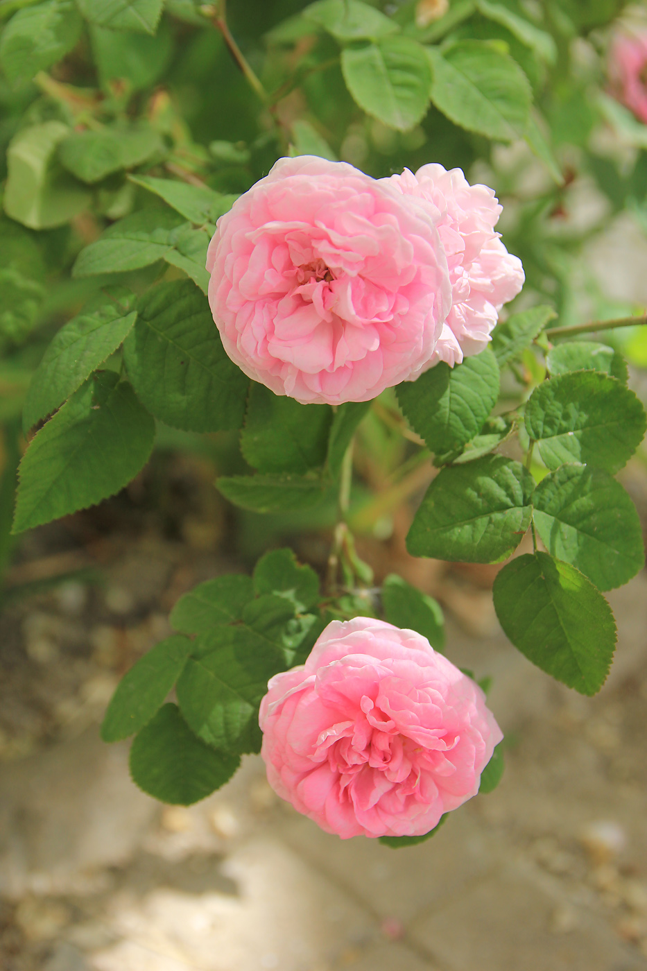 Image of Rosa damascena specimen.