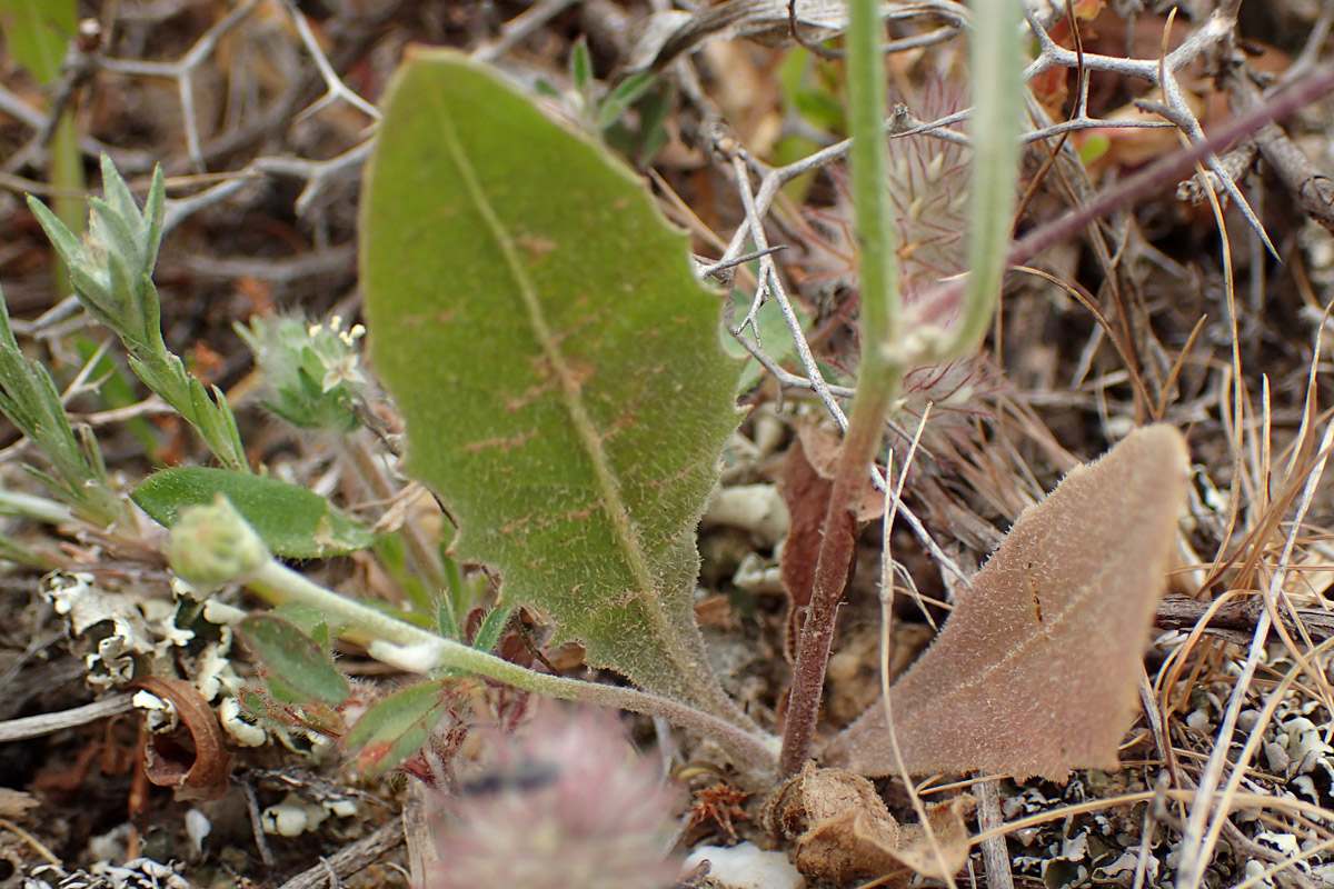 Image of Tolpis barbata specimen.