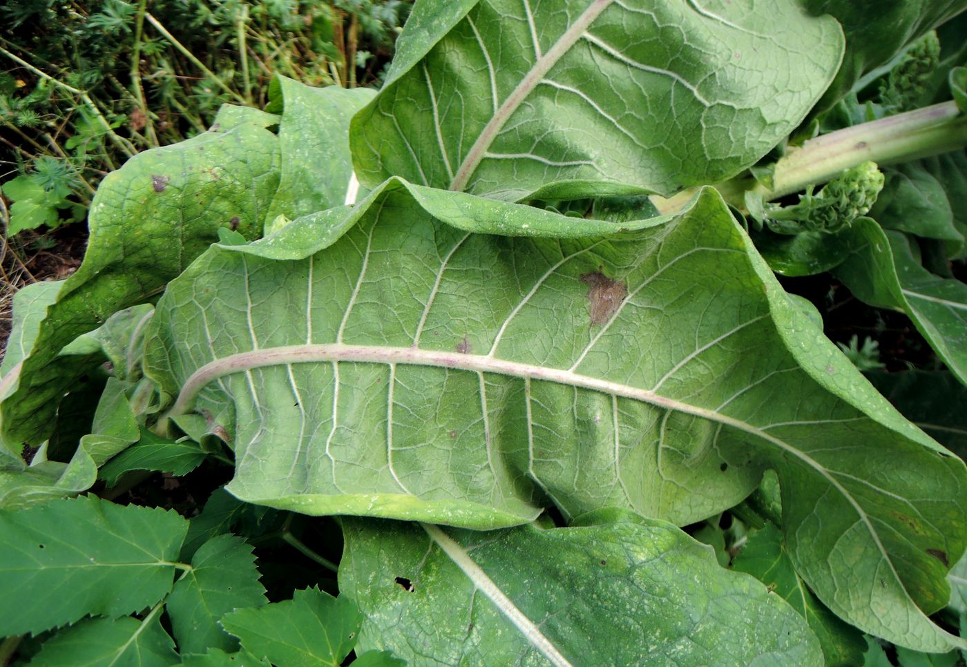 Изображение особи Verbascum olympicum.