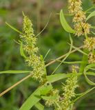 Rumex rossicus