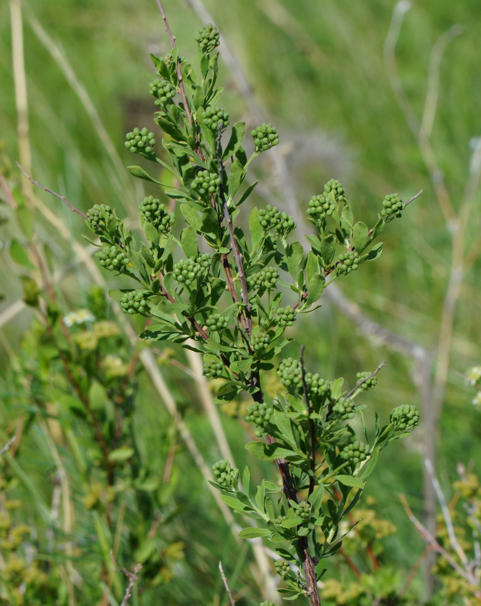 Изображение особи Spiraea crenata.