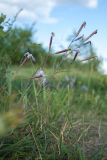 Dianthus superbus. Побеги с цветками и плодами. Псковская обл., Псковский р-н, окр. погоста Выбуты, берег р. Великая, закустаренный сухой луг на известняке у бровки обрыва. 26.06.2018.