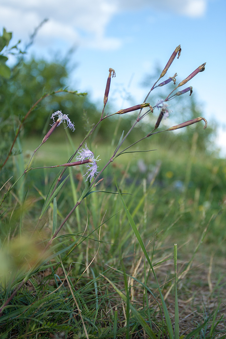 Изображение особи Dianthus superbus.