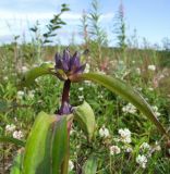 Gentiana macrophylla. Верхушка побега с бутонами. Магаданская обл., г. Магадан, окр. мкр-на Пионерный, поляна у дороги. 27.07.2018.