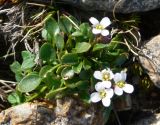 Cochlearia groenlandica. Цветущее растение. Чукотка, Чаунский р-н, окр. г. Певек, сопка Певек, каменистый склон. 12.06.2018.