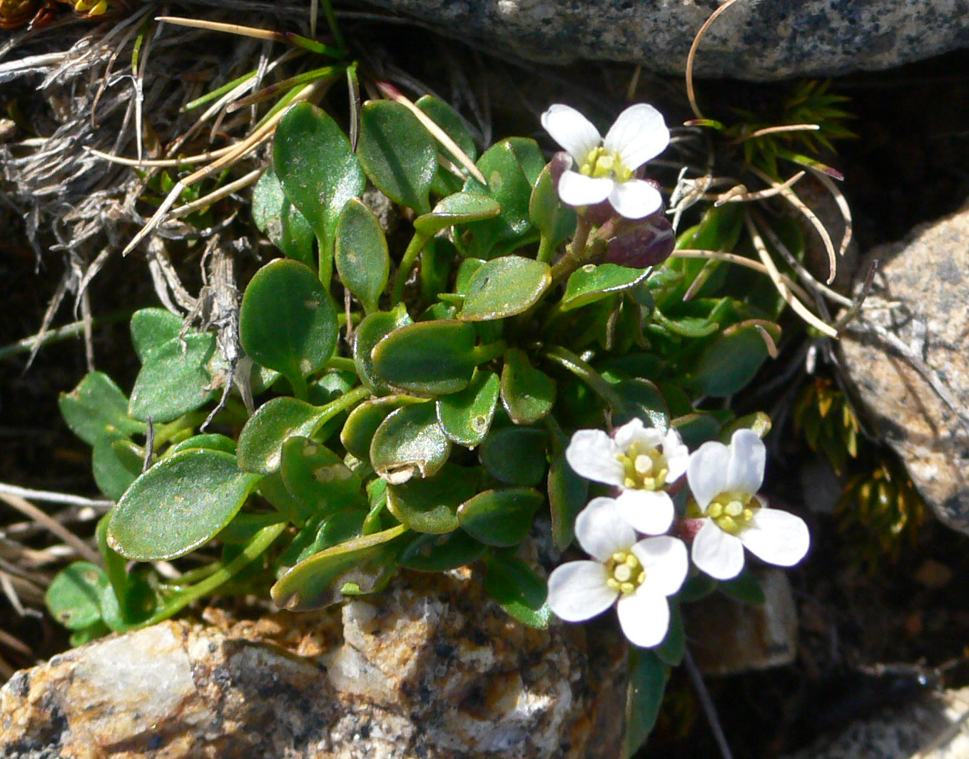 Image of Cochlearia groenlandica specimen.