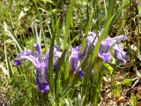 Iris ruthenica