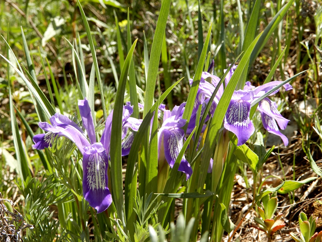 Изображение особи Iris ruthenica.