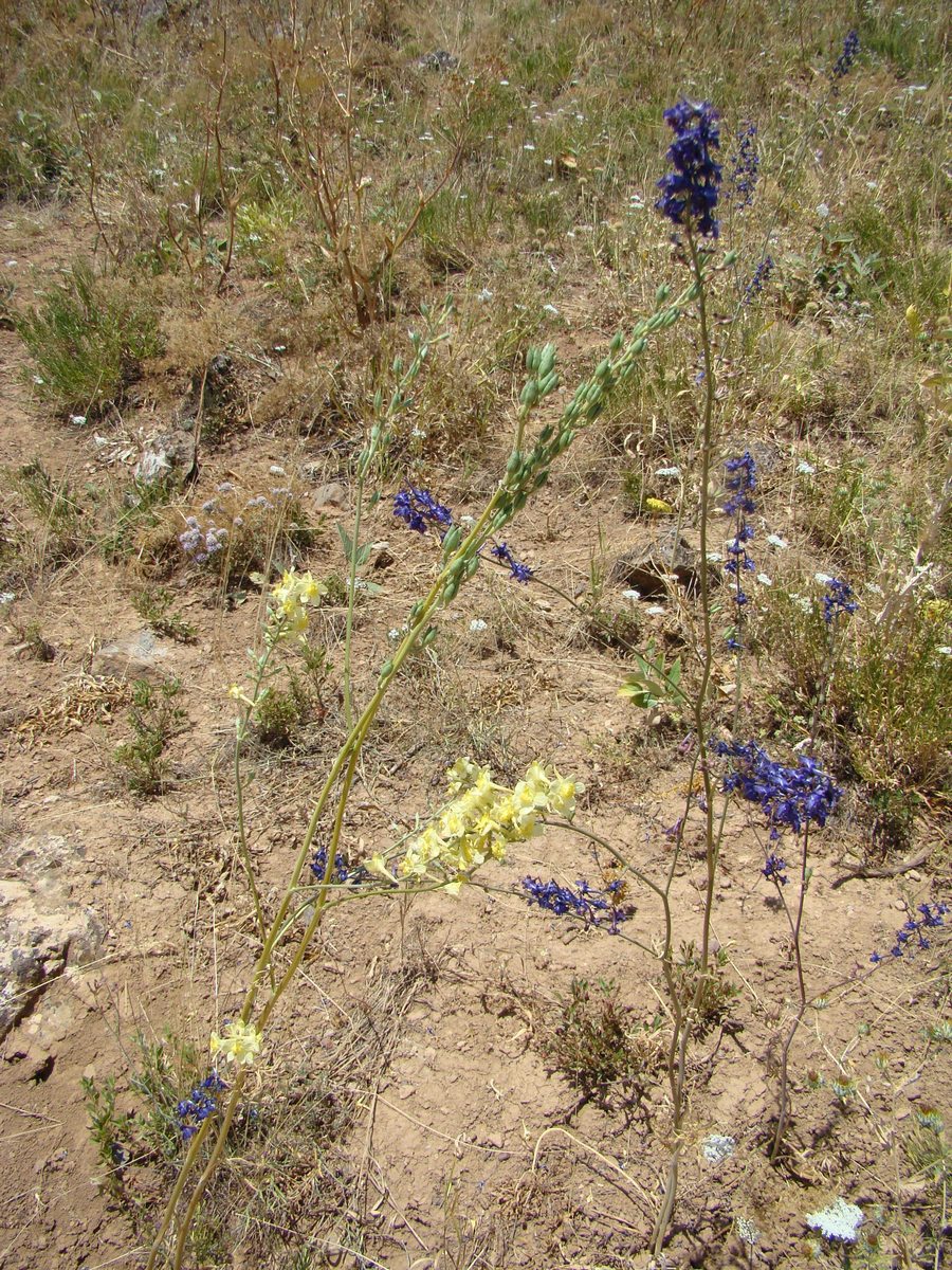 Image of Delphinium albomarginatum specimen.