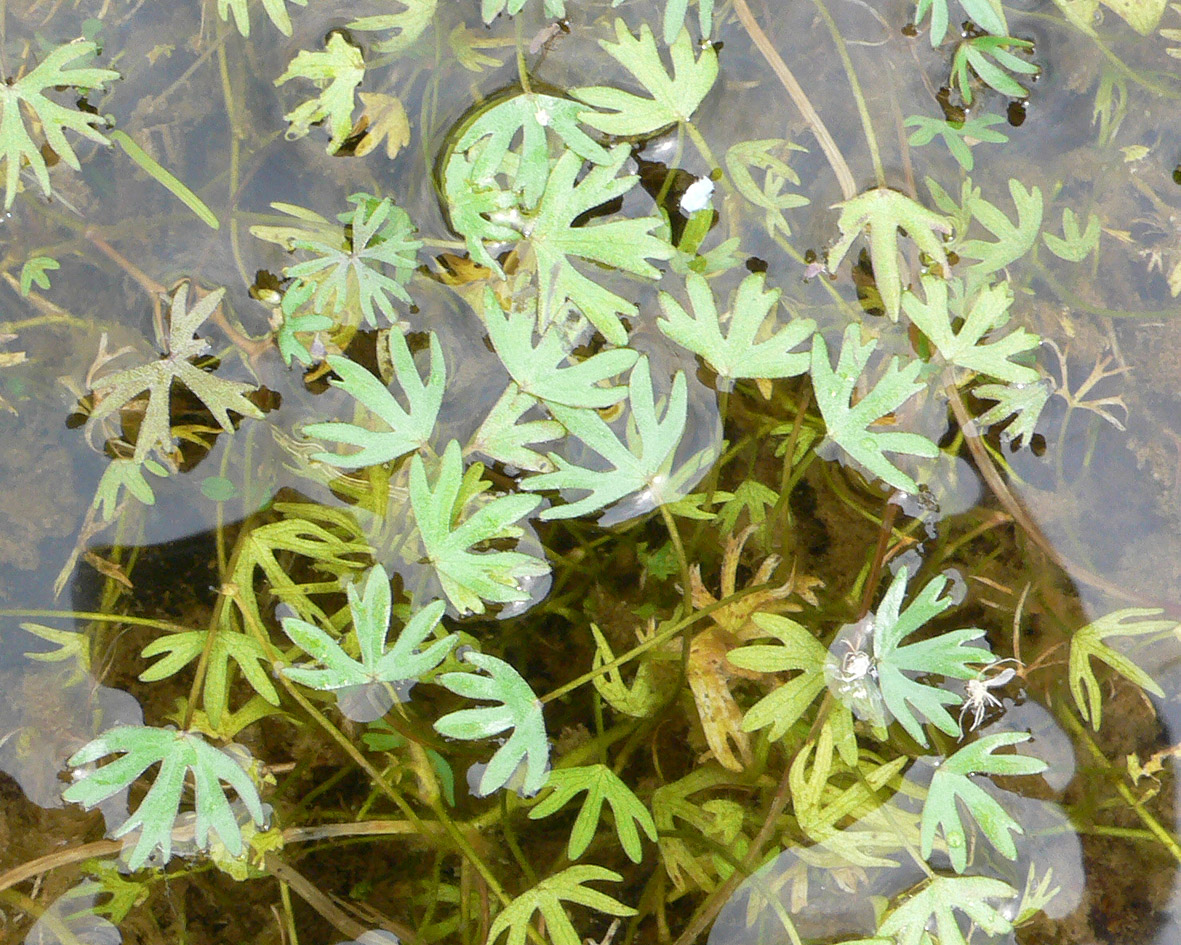 Image of Ranunculus gmelinii specimen.