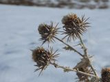 Cousinia microcarpa. Веточка сухого растения с соплодиями. Казахстан, Туркестанская обл., Тюлькубасский р-н, окр. с. Жабаглы, подгорная степь. 17 ноября 2018 г.