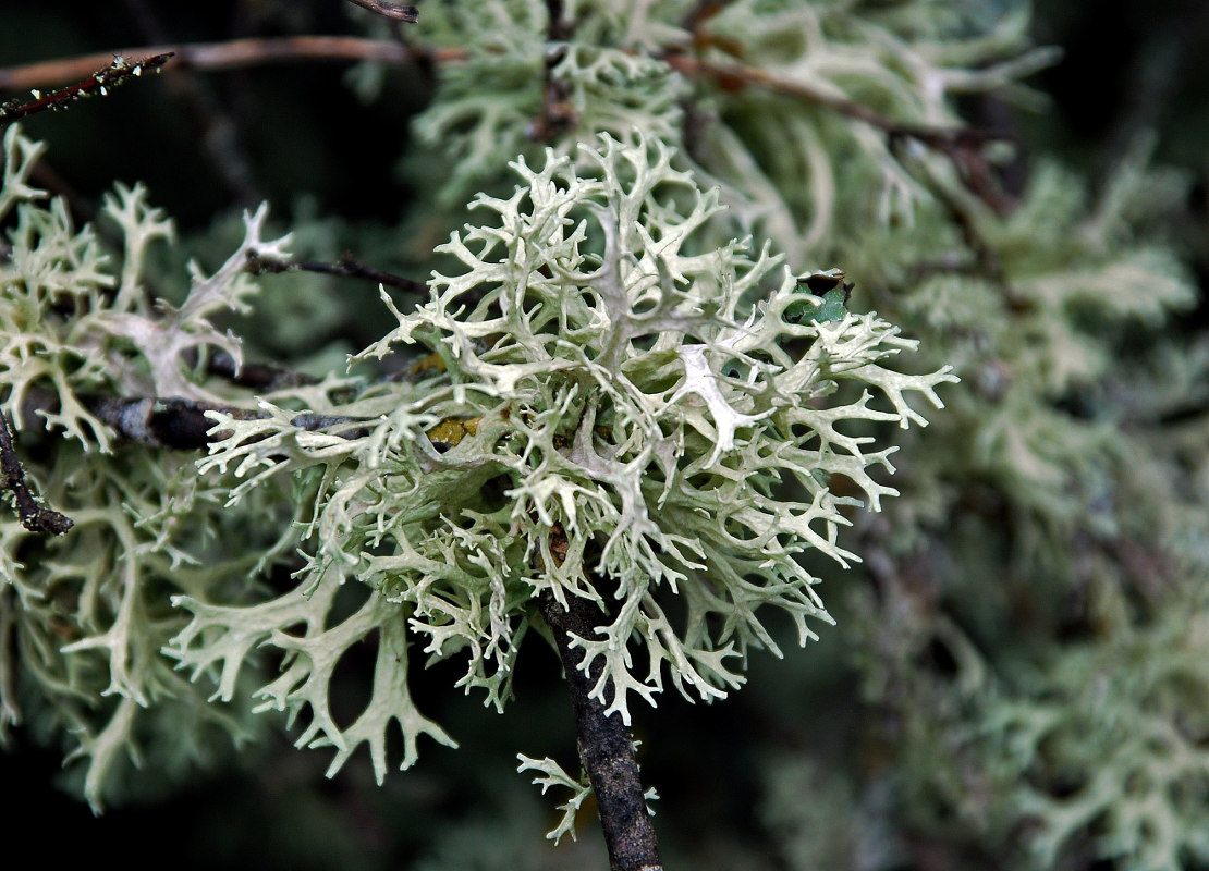 Изображение особи Evernia prunastri.