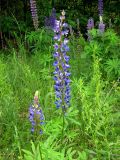 Lupinus polyphyllus. Цветущие растения на опушке лиственного леса. Украина, Черкасская обл., Каневский р-н, Региональный ландшафтный парк \"Трахтемиров\". 4 июня 2010 г.