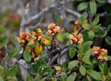 Rhododendron adamsii