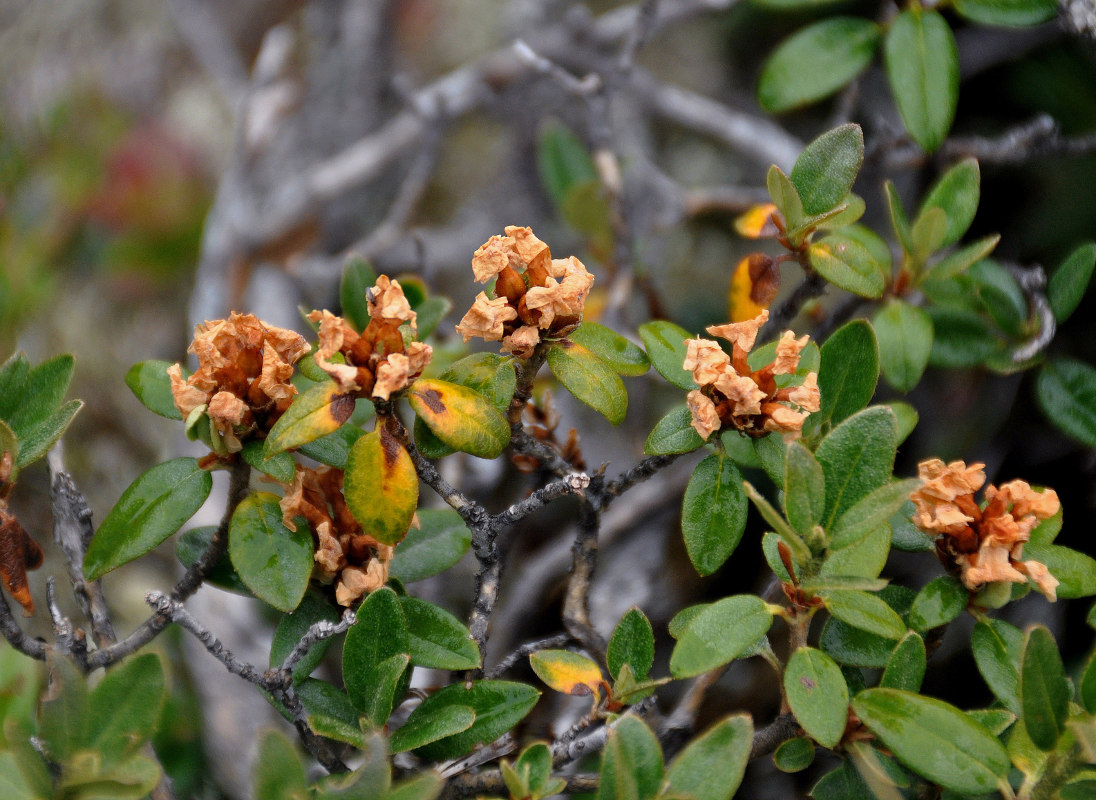 Изображение особи Rhododendron adamsii.