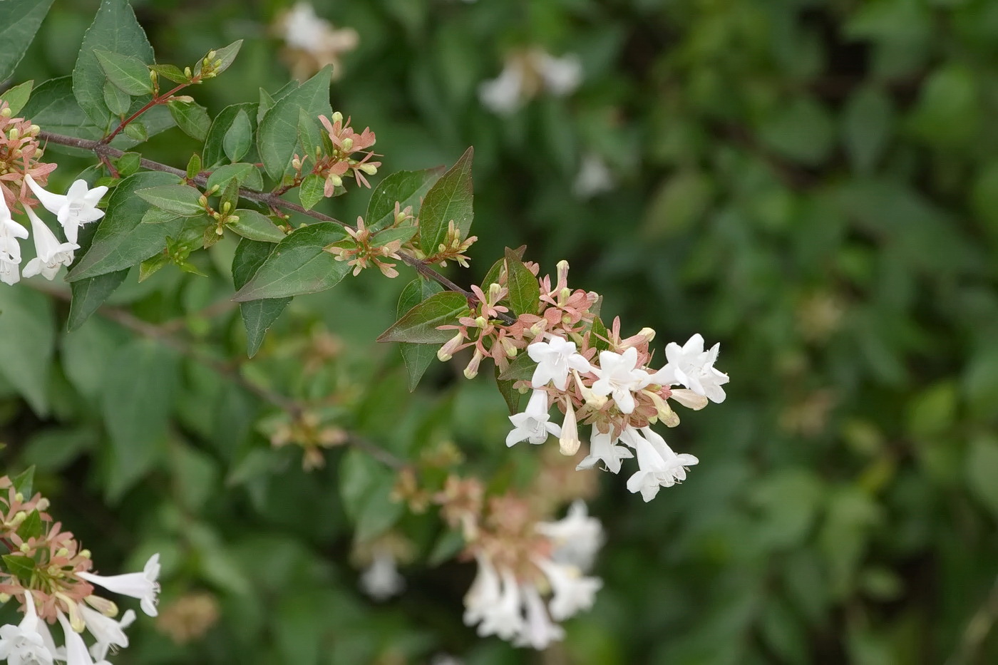 Изображение особи Abelia &times; grandiflora.