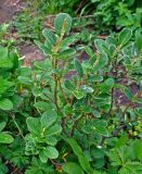 Salix vestita