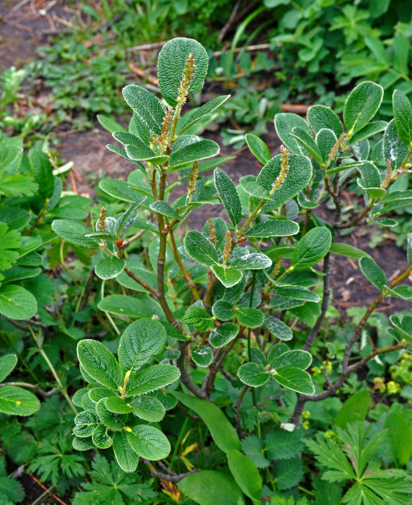 Image of Salix vestita specimen.