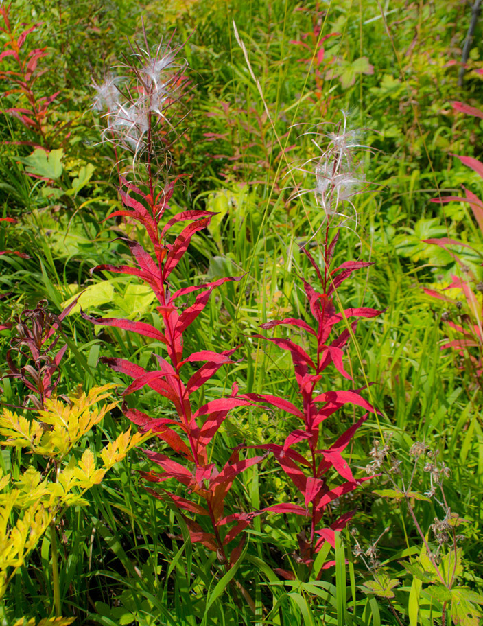 Изображение особи Chamaenerion angustifolium.