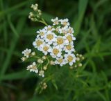 Achillea cartilaginea. Общее соцветие (вид сверху). Московская обл., Раменский р-н, пос. Ильинский, на улице в мелиоративной канаве. 13.07.2018.