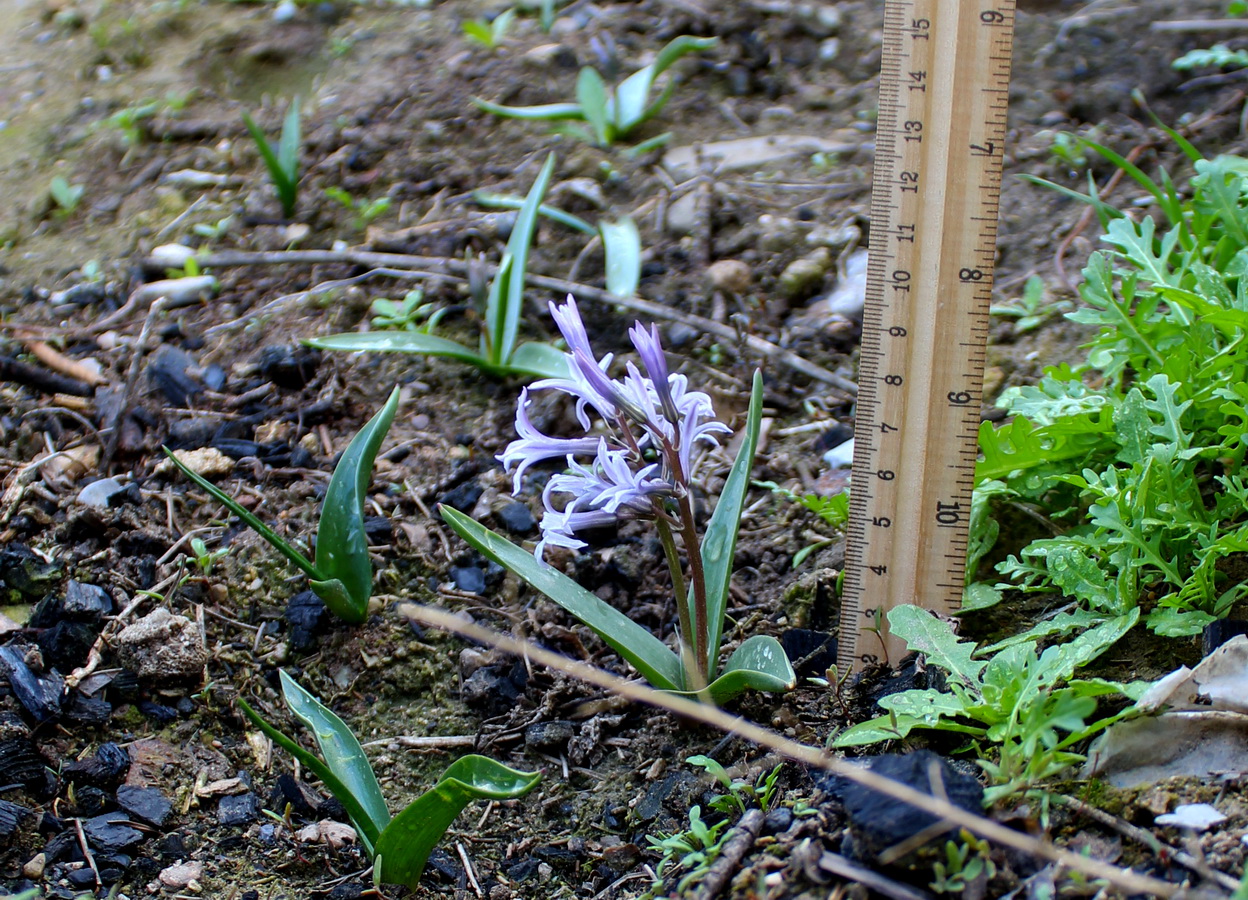 Image of Hyacinthella litwinowii specimen.