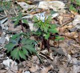 Anemone banketovii