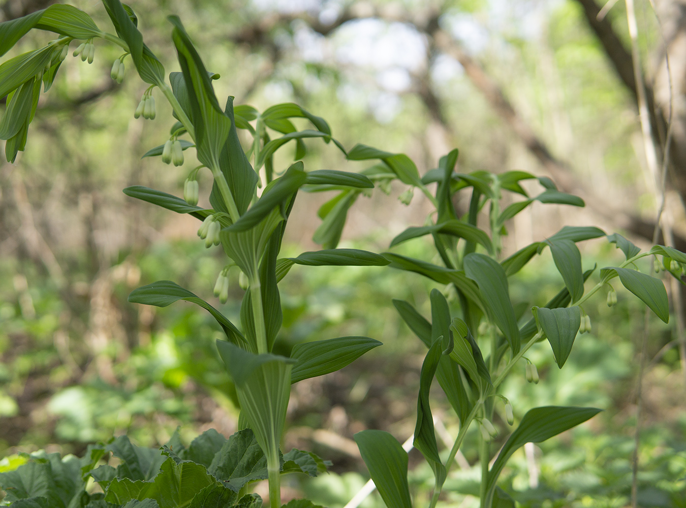 Image of Polygonatum multiflorum specimen.