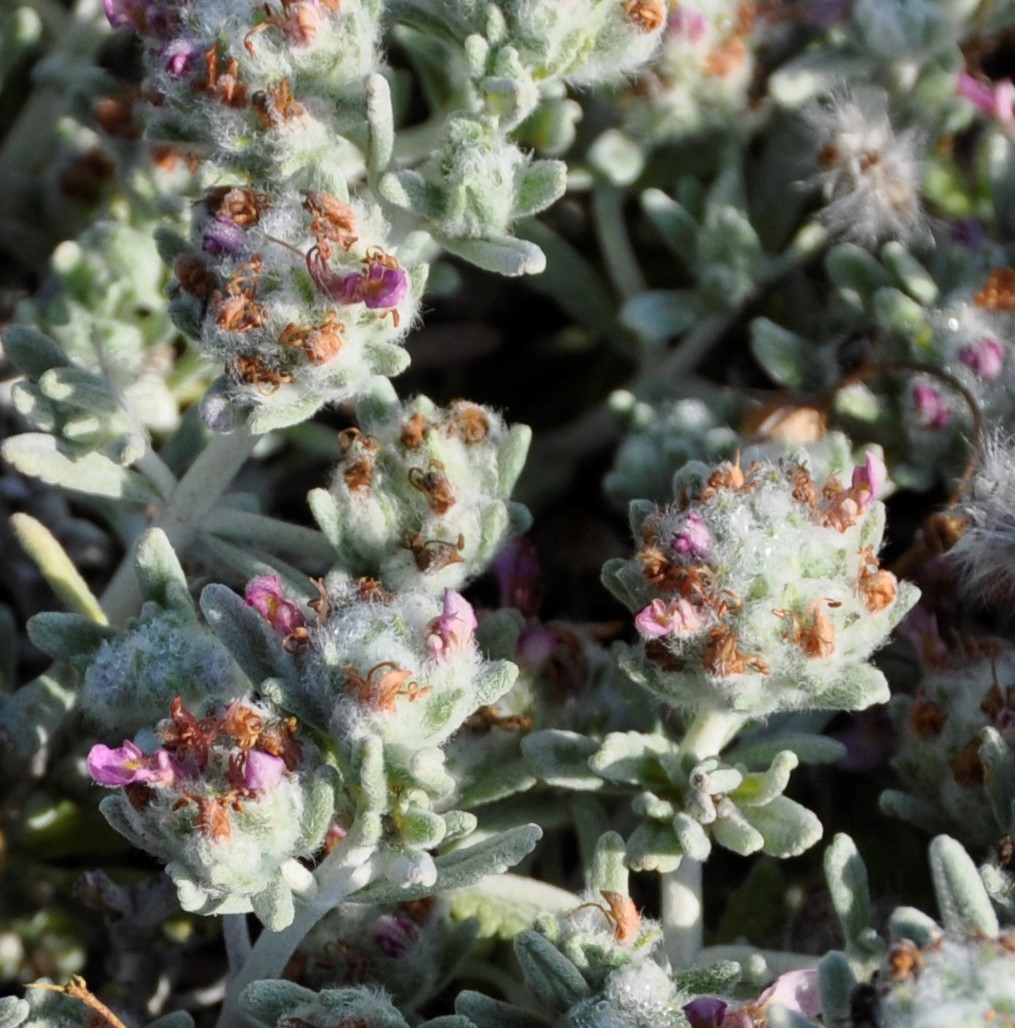 Image of Teucrium micropodioides specimen.