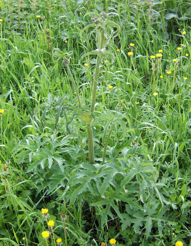 Image of genus Heracleum specimen.