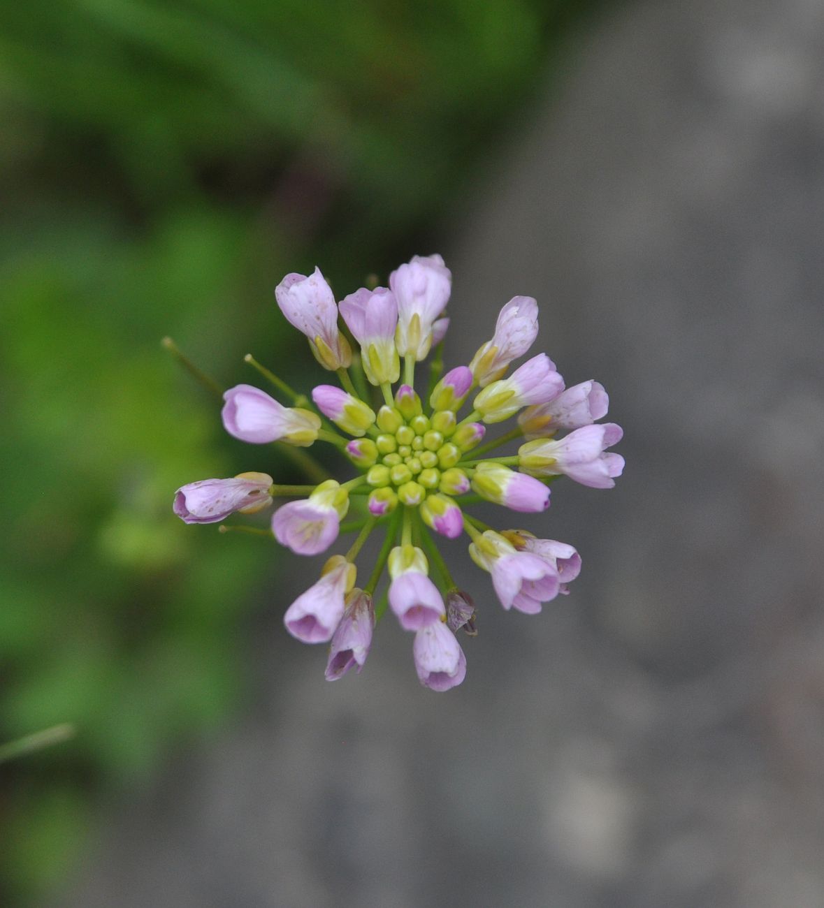 Image of Cardamine seidlitziana specimen.