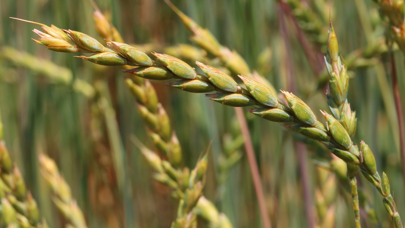 Image of Triticum spelta specimen.