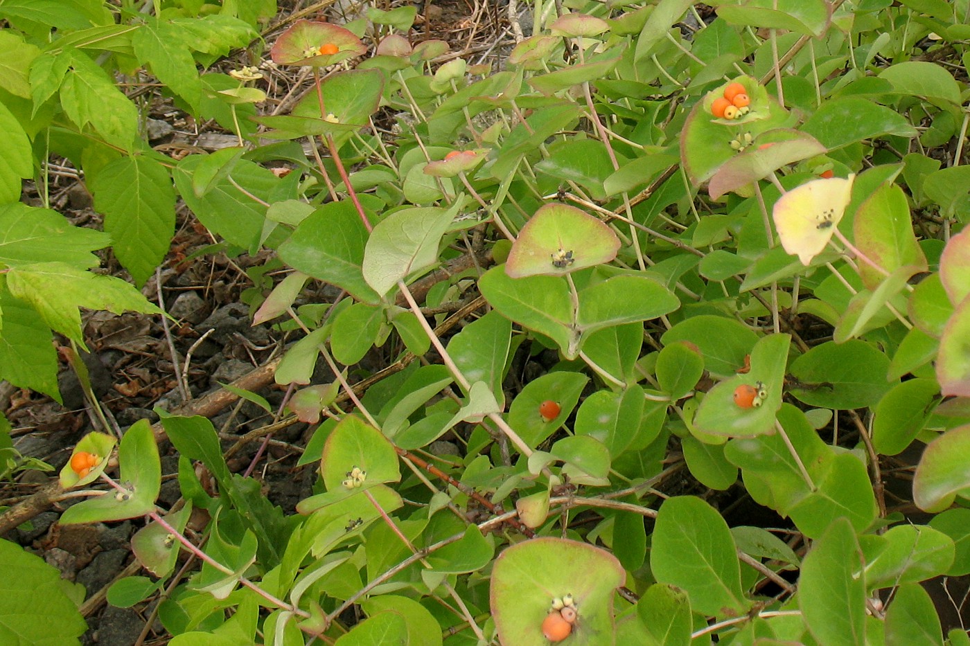 Изображение особи Lonicera caprifolium.