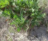 Sonchus pinnatifidus