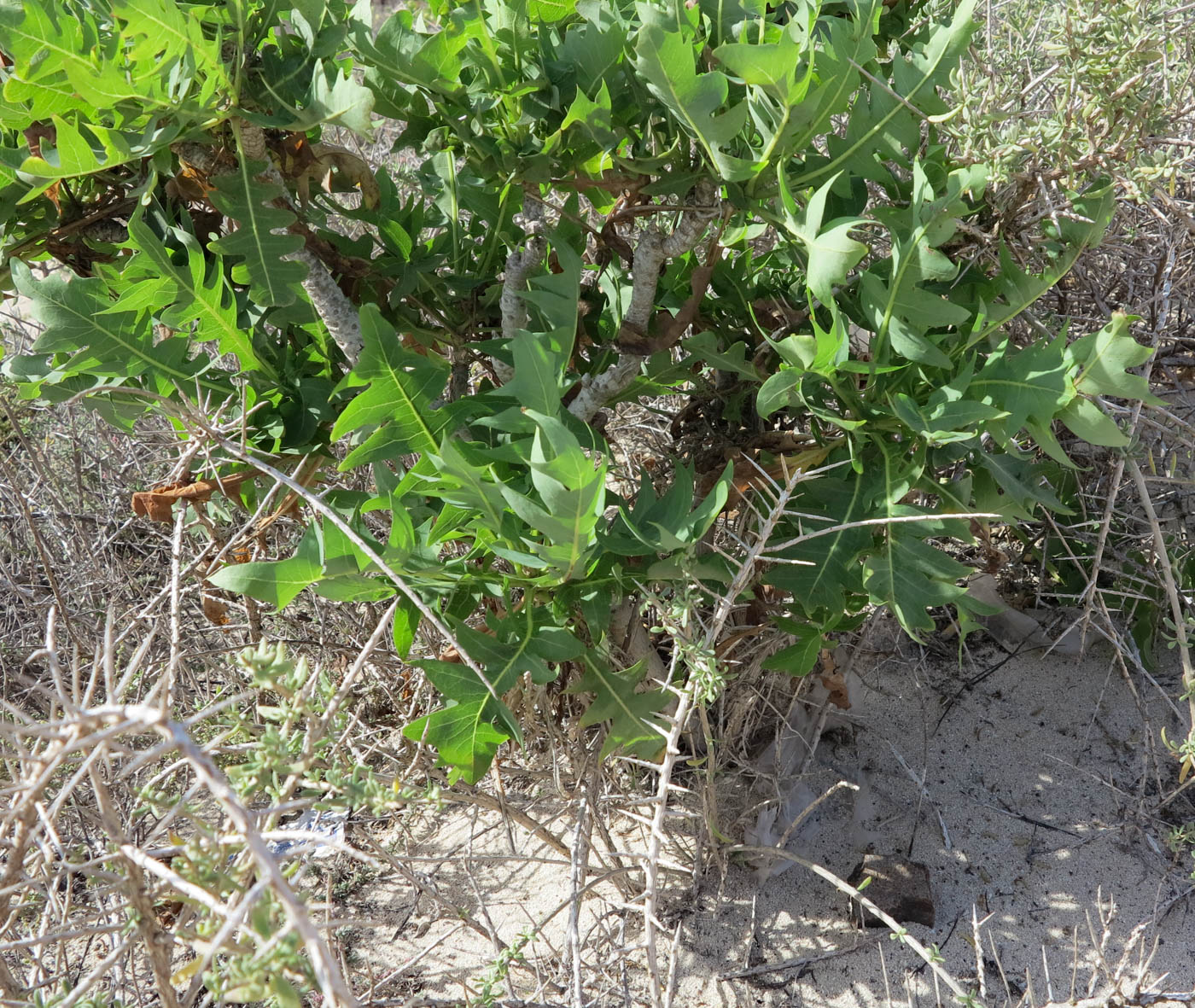 Image of Sonchus pinnatifidus specimen.