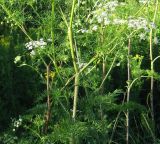 Chaerophyllum bulbosum