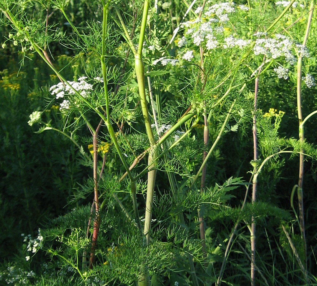 Изображение особи Chaerophyllum bulbosum.