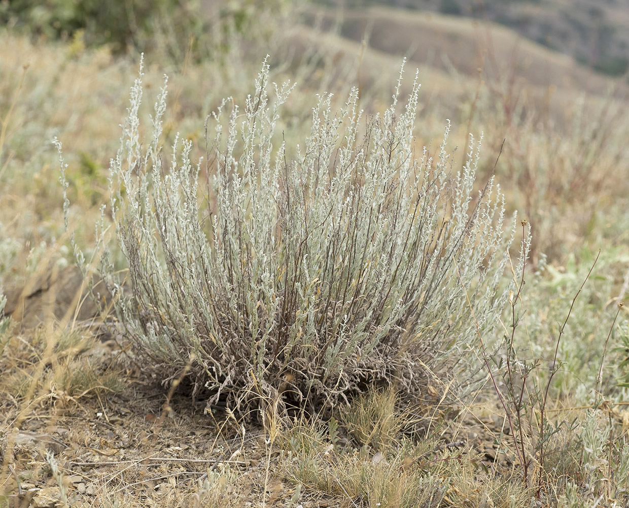 Изображение особи Artemisia taurica.