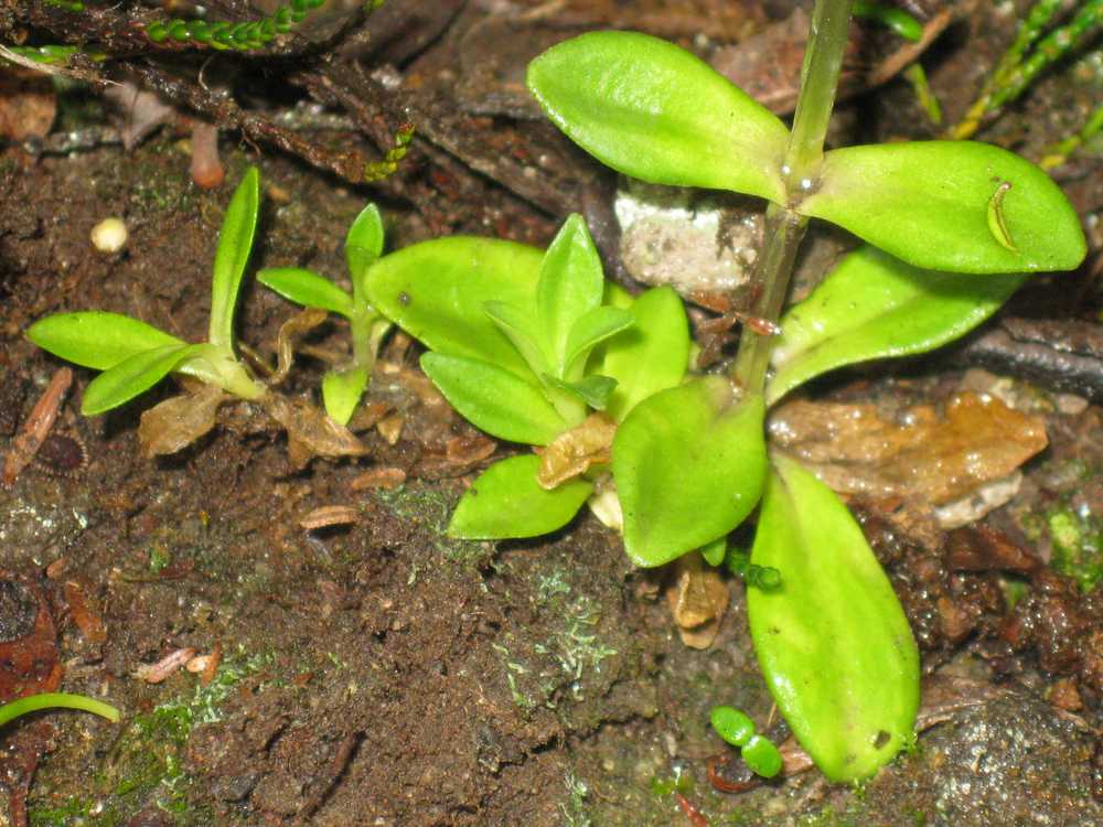 Image of Gentiana glauca specimen.