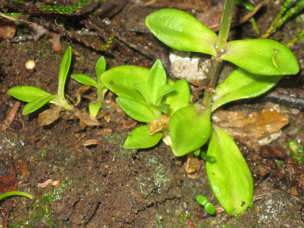 Изображение особи Gentiana glauca.