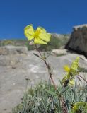 Helianthemum dagestanicum. Верхушка побега с цветком. Дагестан, Левашинский р-н, окр. с. Леваши, ок. 1400 м н.у.м., скальный выход. 01.06.2019.