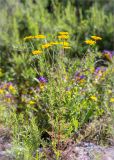 Anthemis tinctoria. Цветущее растение. Ленинградская обл., Гатчинский р-н, окр. пос. Пудость, закустаренный разнотравный луг на месте заброшенного травертинового карьера. 29.06.2019.