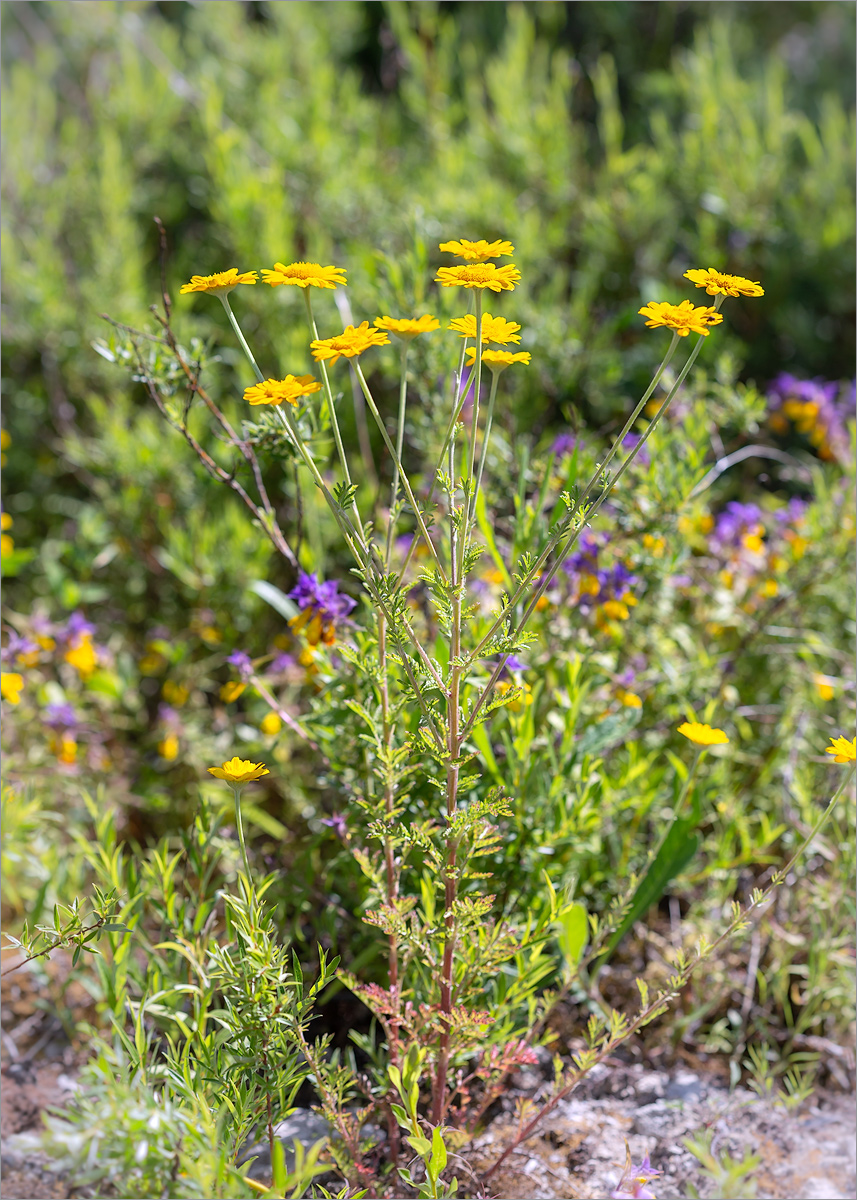 Image of Anthemis tinctoria specimen.