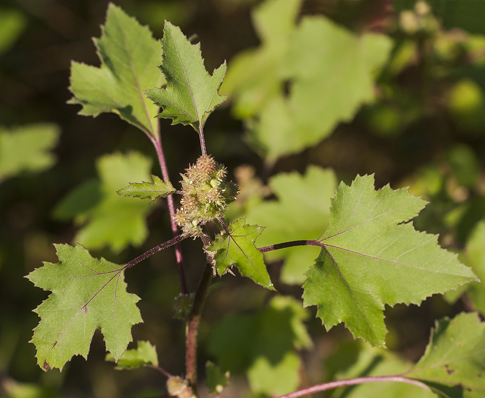 Изображение особи Xanthium orientale.