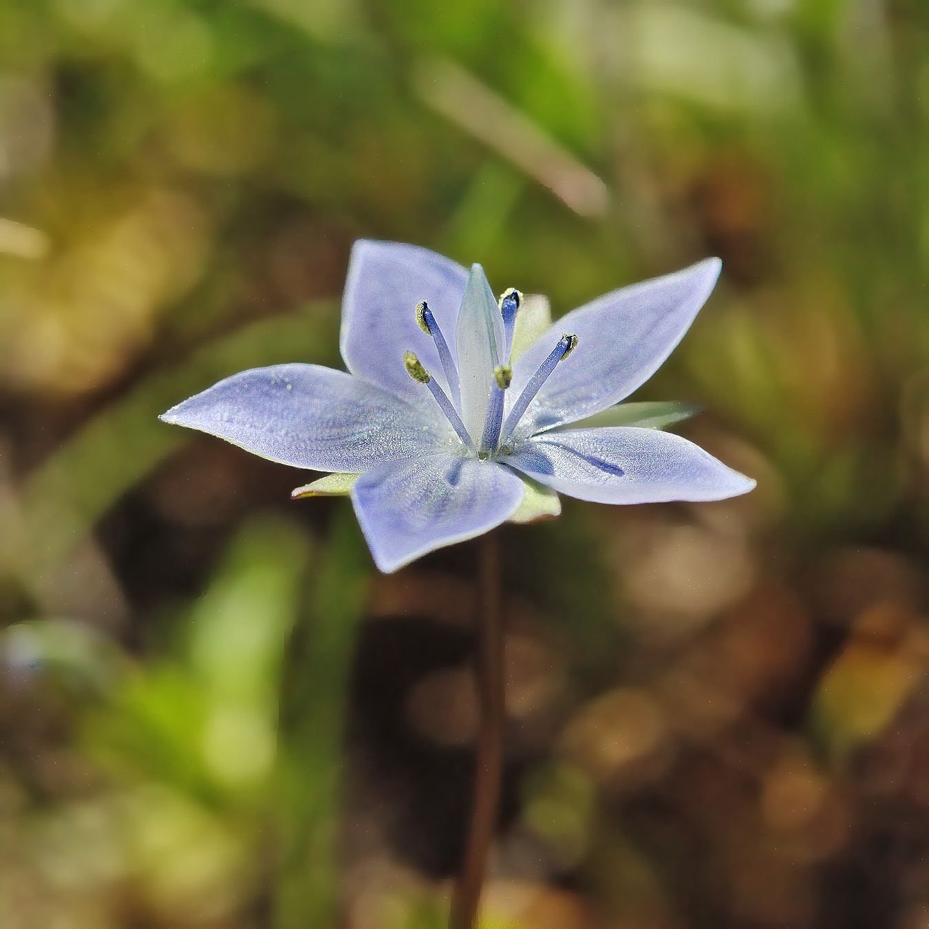 Image of Lomatogonium carinthiacum specimen.