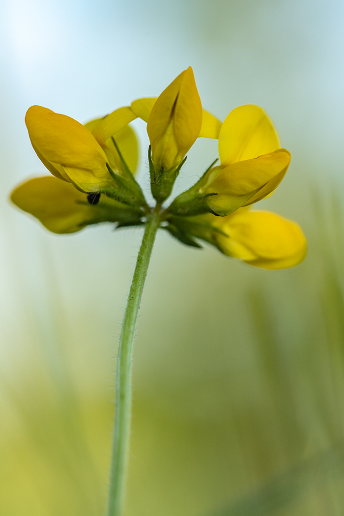 Image of Lotus caucasicus specimen.